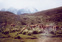 Chile - Guanacas in Turres del Paine Park