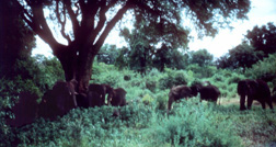 Tanzania - Elephants near Lake Manyara